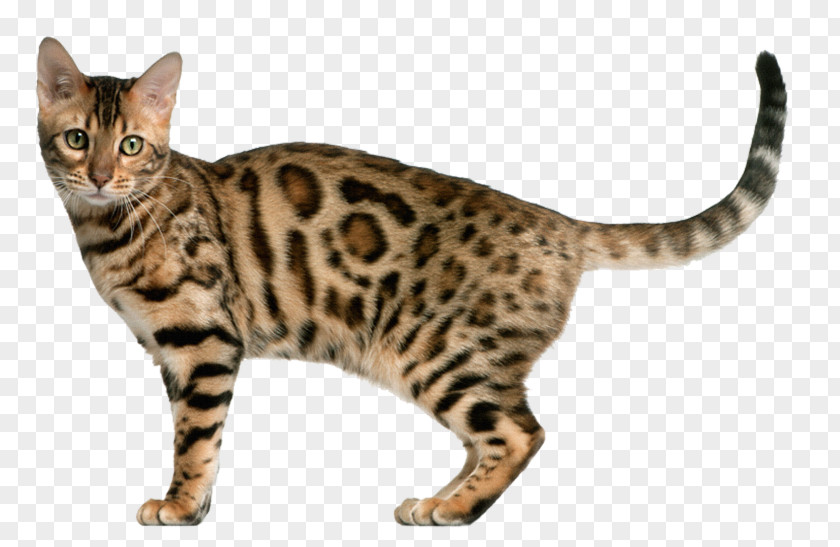 Kitten Bengal Cat Exotic Shorthair Tonkinese Ocicat PNG