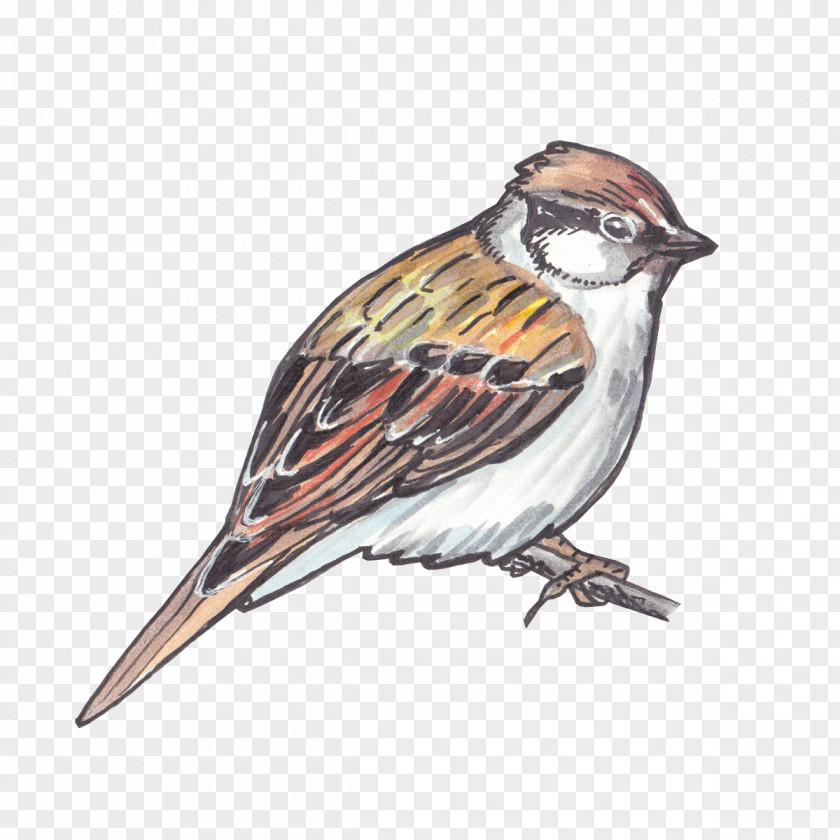 Sparrow House Bird American Sparrows Finch PNG