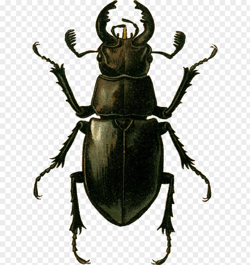 Beetle Stag Lucanus Ibericus Goliathus Species PNG
