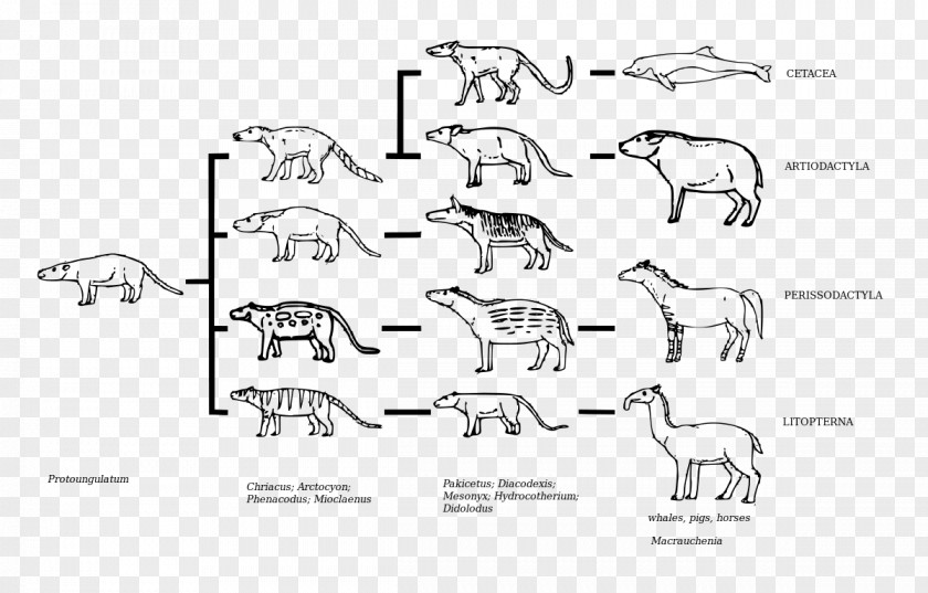 Dinosaur Evolution And Natural Selection Ungulate Litopterna Condylarth PNG
