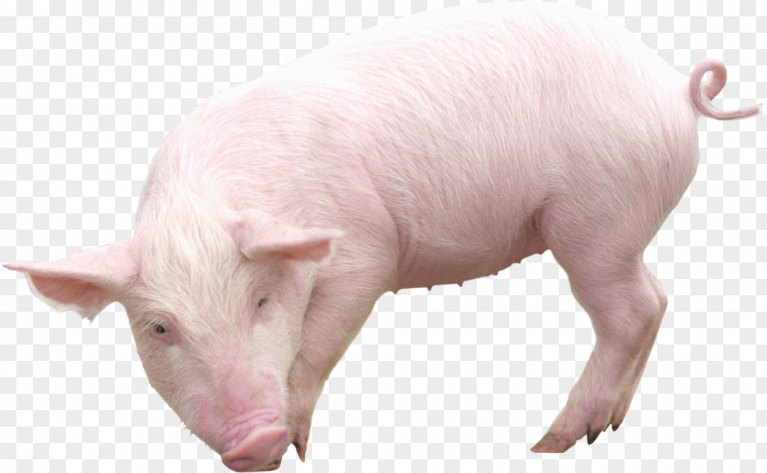 Domestic Pig Image File Formats Clip Art PNG