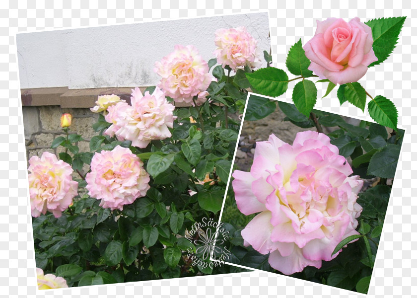 Flower Floribunda Garden Roses Cabbage Rose Memorial Floristry PNG