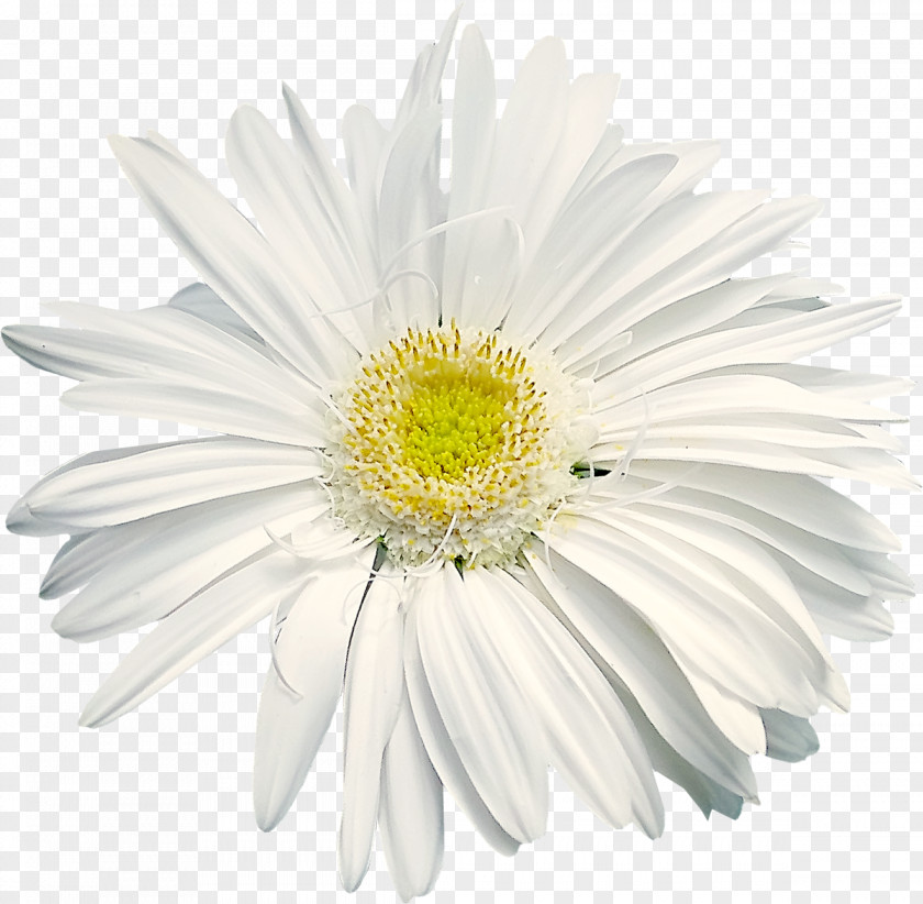 Camomile Shasta Daisy Flower Common Sticker Wall Decal PNG
