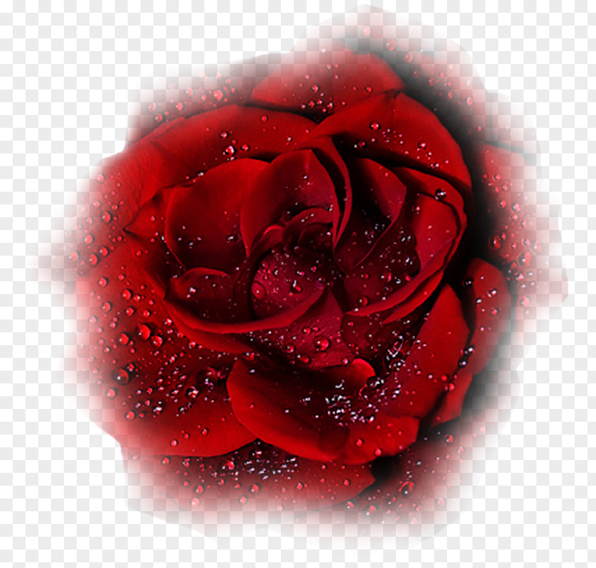 Garden Roses Desktop Wallpaper PNG