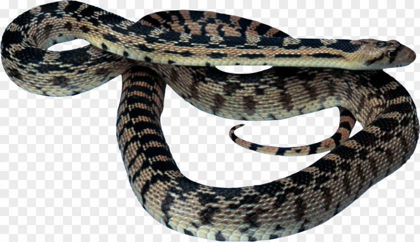 Java Snake Snakes Clip Art Reptile Image PNG