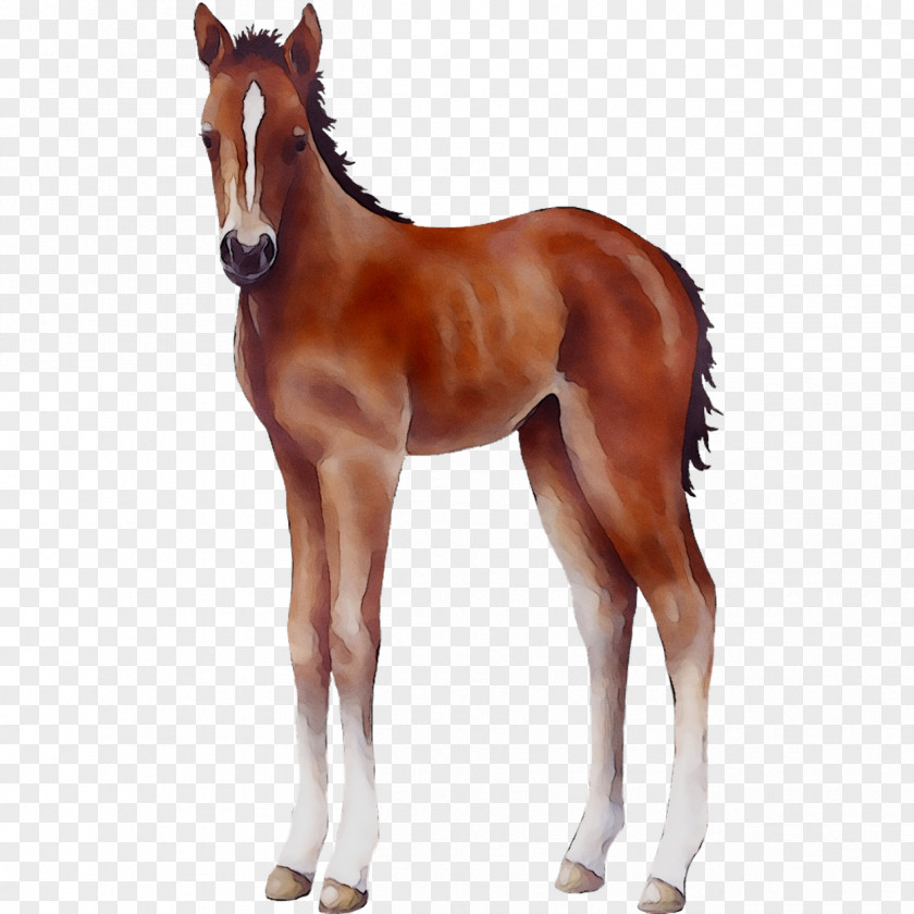 Mare Mustang Foal Stallion Halter PNG
