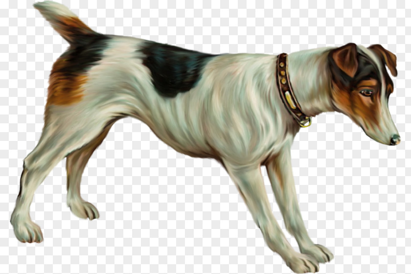 Painting Russell Terrier Tenterfield Danish–Swedish Farmdog Smooth Fox PNG