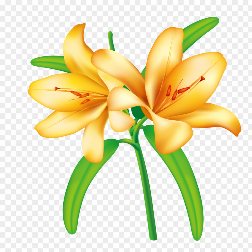 Vector Bloom In Lily Border Flowers Yellow Clip Art PNG
