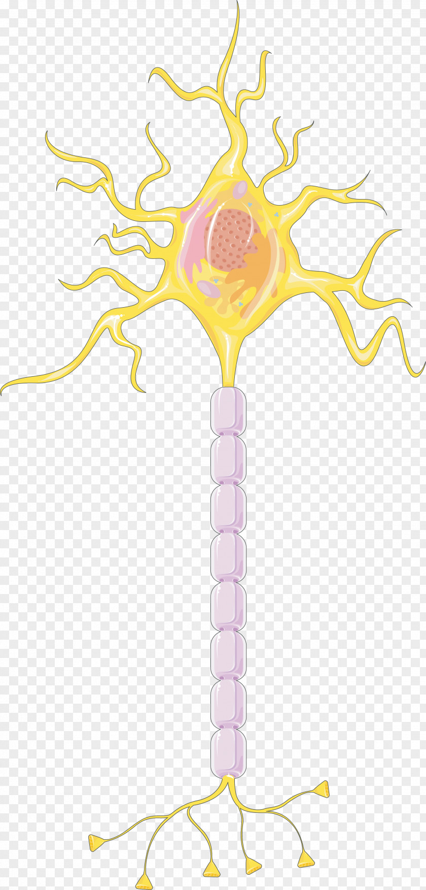 Brain Neuron Neuromodulation Nervous System Myelin Cell PNG