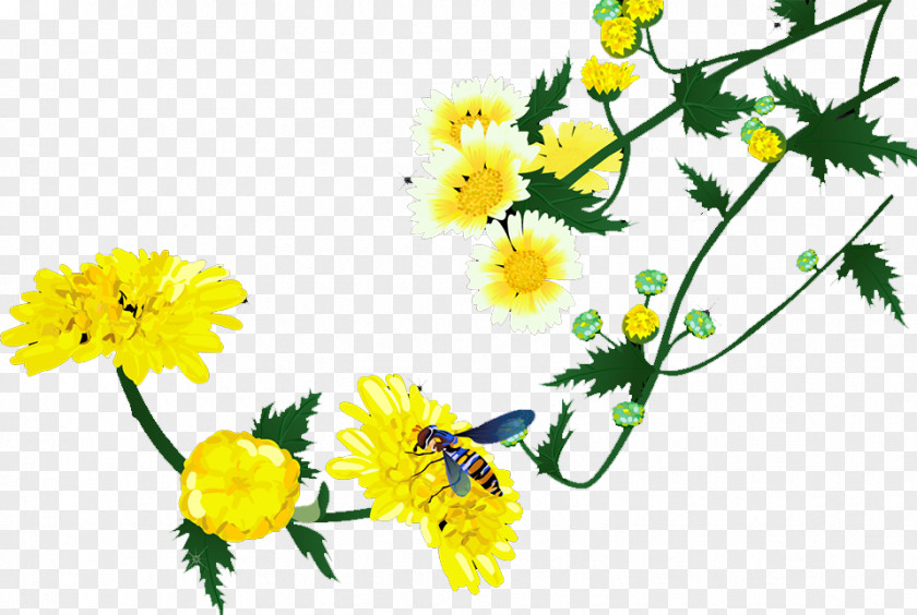 Chrysanthemum Roman Chamomile Floral Design Cut Flowers PNG