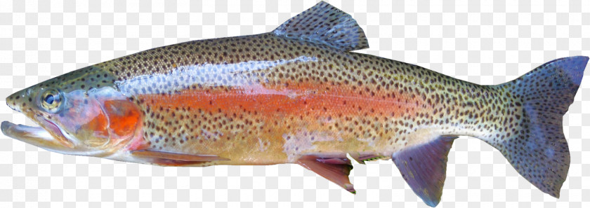Fish Label Rainbow Trout Fly Fishing PNG