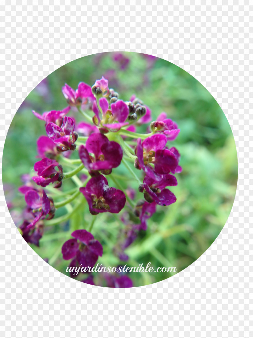 Plant Sweet Alyssum Acanthaceae Ruellia Petunia PNG