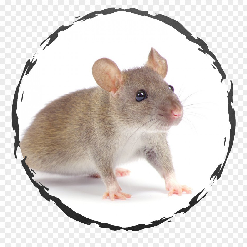 Rat Rodent Columbia Pest Control Inc Exodus Exterminating Inc. PNG