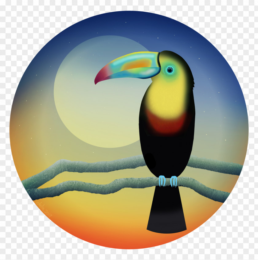 Toucan Bird Piciformes Beak PNG