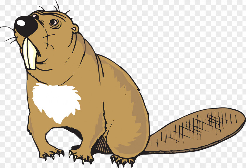 Beaver Download Clip Art PNG