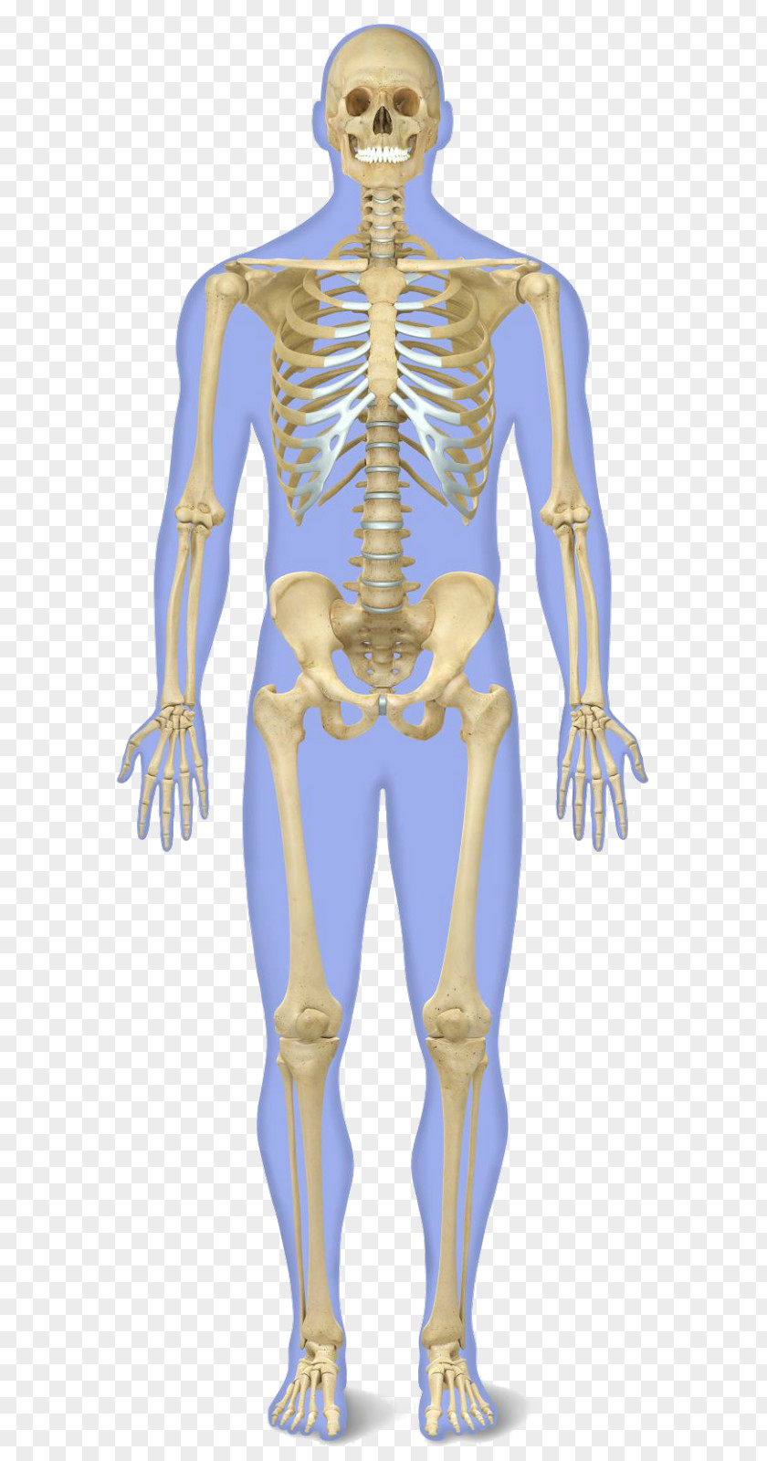 Bones The Human Skeleton Body Anatomy PNG