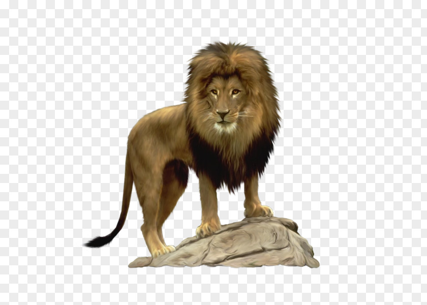 Cartoon Lion Lion-O Cat PNG