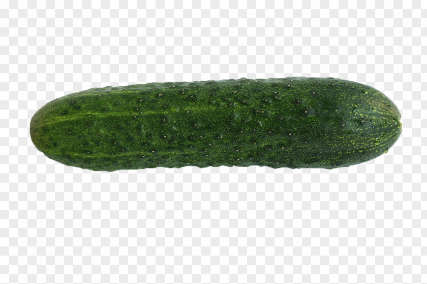 Cucumber Pickled PNG