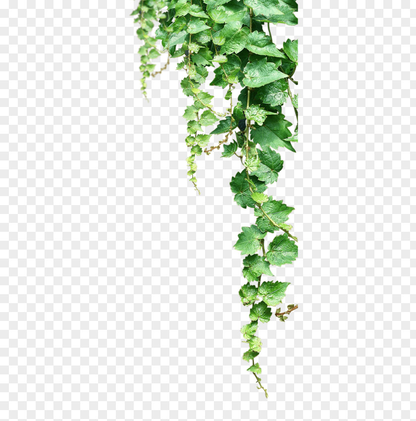 Grape Common Vine Ivy Clip Art PNG