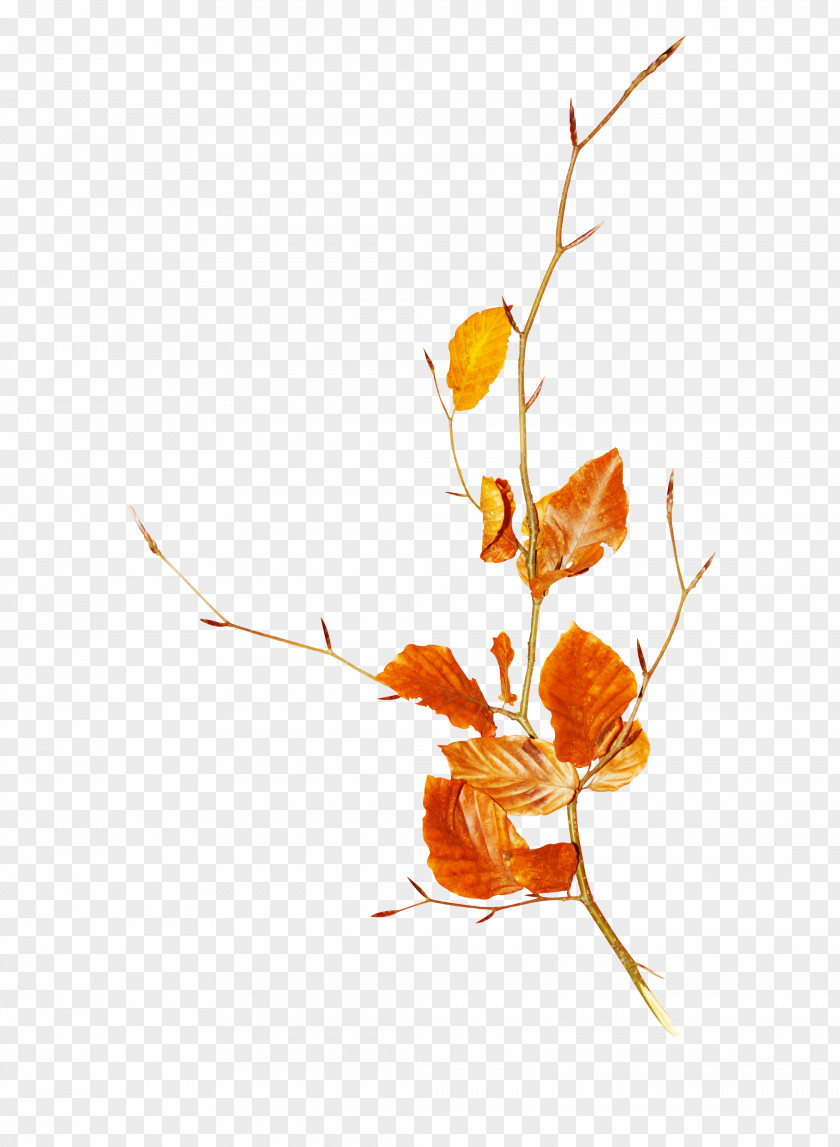 Mint Leaf Autumn Deciduous Clip Art PNG