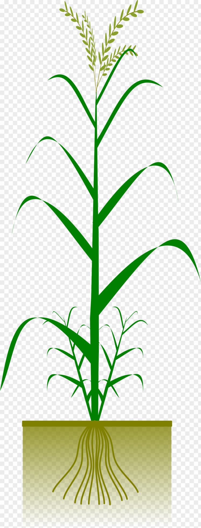 Rice Maize Plant Crop Cereal Clip Art PNG