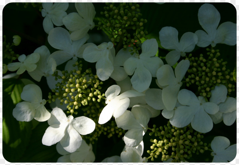 The Little Monkey Scatters Flowers Hydrangea Viburnum Petal PNG