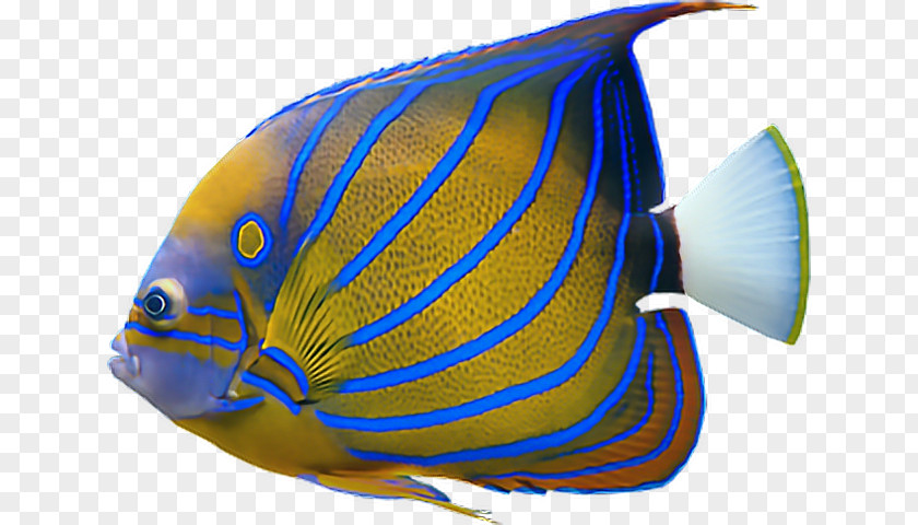 Aquarium JPEG Saltwater Fish Image Desktop Wallpaper PNG