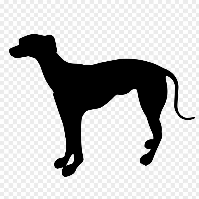 Italian Greyhound Whippet Sloughi Spanish PNG