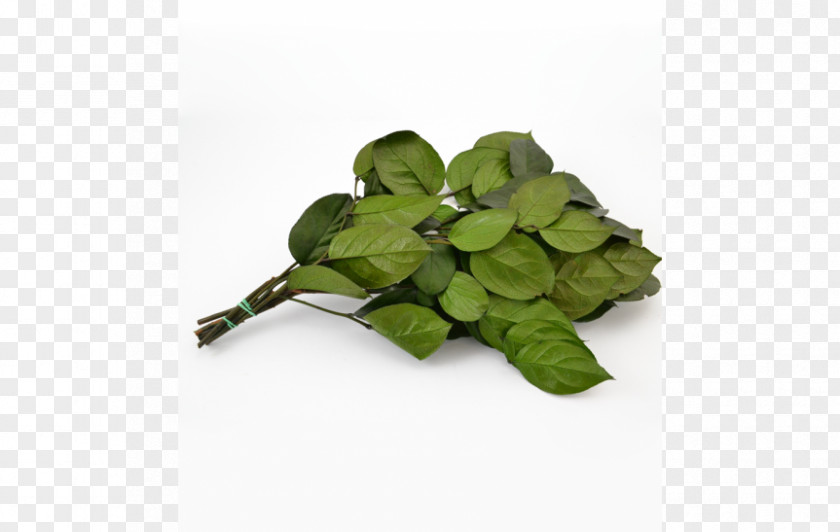 Leaf Basil PNG
