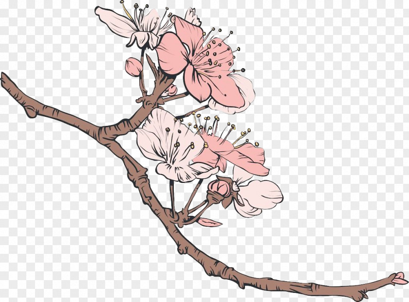Sketch Illustration Cherry Blossom PNG