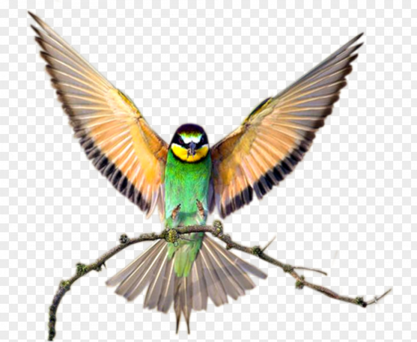 Bird Lovebird Computer Desktop Wallpaper PNG