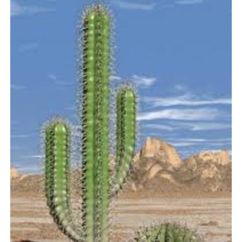 Cactus Sahara Cactaceae Desert Succulent Plant Ferocactus PNG