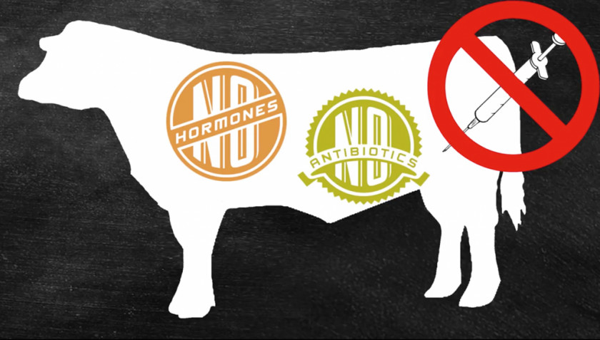 Cattle Images Jersey Beef Hormone Controversy Milk Clip Art PNG