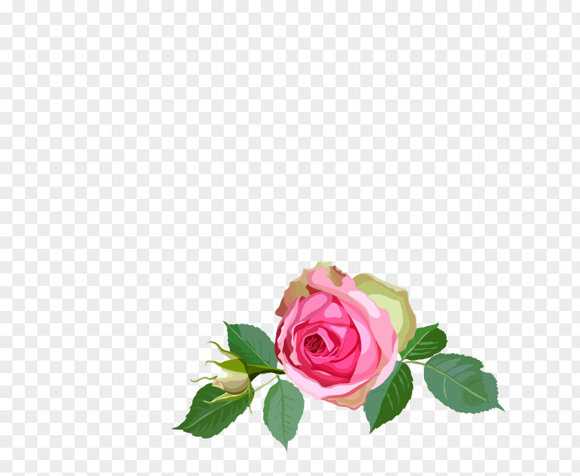 Flower Garden Roses Floral Design Centifolia PNG