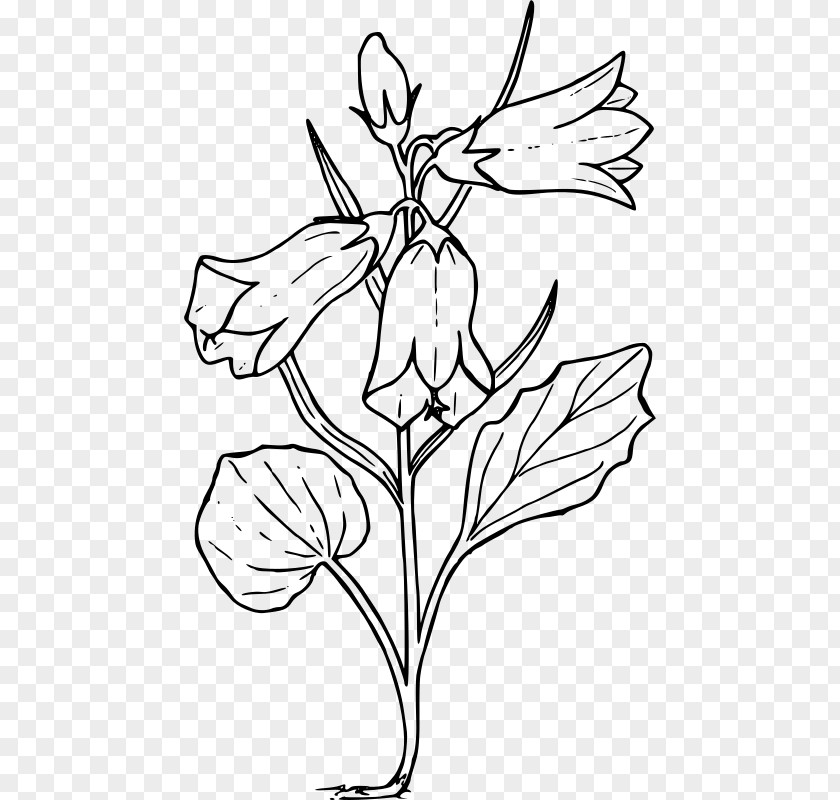 Scetch Harebell Drawing Bellflower Family Clip Art PNG