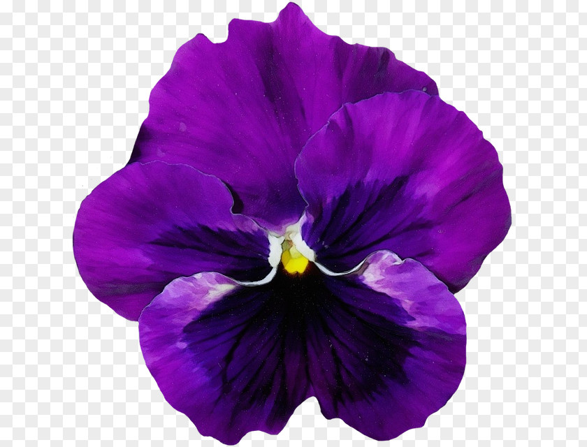 Wild Pansy Violet Family Flowering Plant Flower Purple Petal PNG