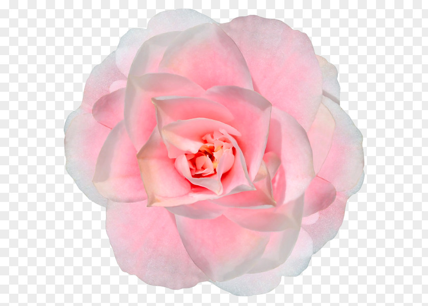 Book Garden Roses Fuego En Tus Manos Los Guardianes De Cyrene. Pecado Corazón Cautivo Flowers And Light: Poems Of Life, Love, Hope PNG