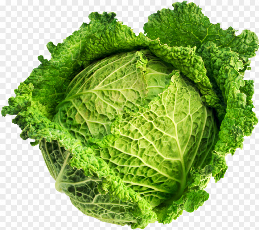 Cabbage Savoy Brassica Oleracea Var. Acephala Vegetable Variety PNG