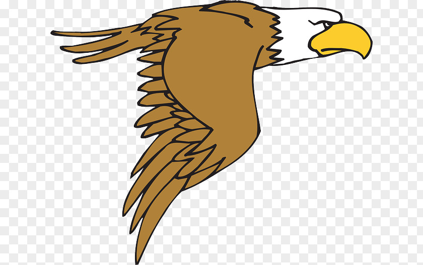 Cartoon Bird Bald Eagle White-tailed Clip Art PNG