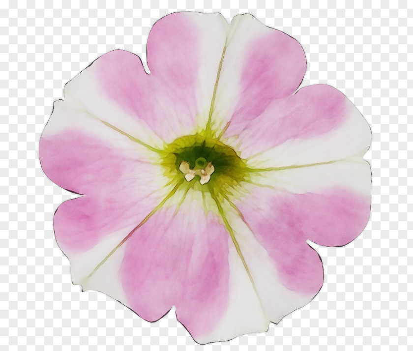 Flower Petal Pink Plant Petunia PNG