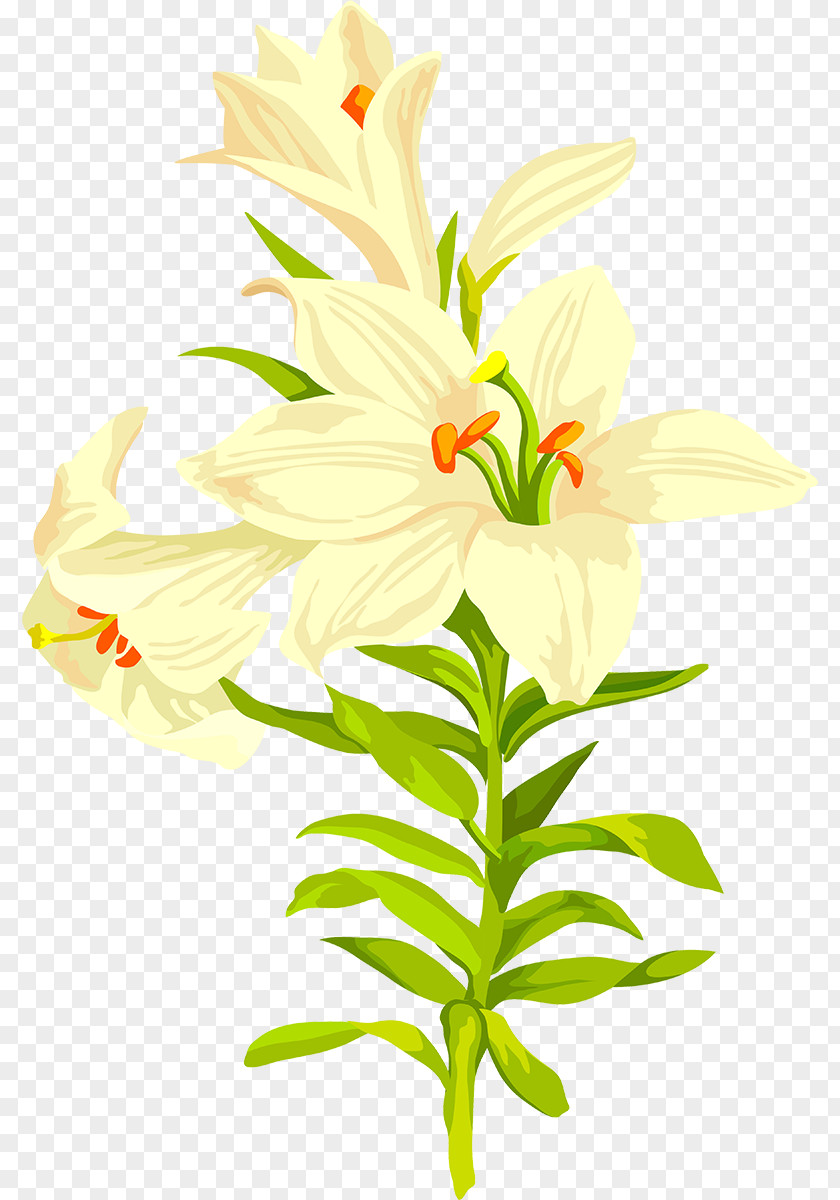 Gazania Lilium Flower PNG