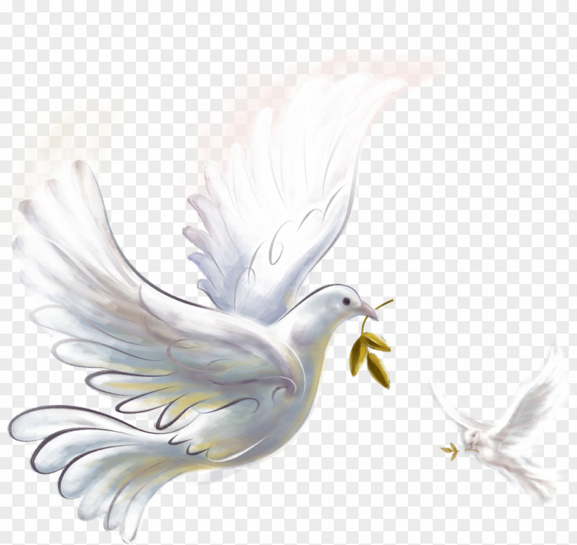 Pigeon Epicenter Of Peace Doves As Symbols Clip Art PNG