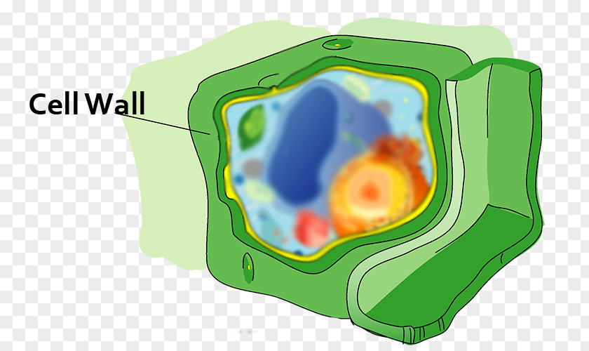Plant Cell Vacuole Golgi Apparatus PNG