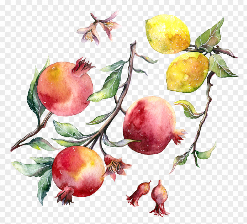 Pomegranate Watercolor Painting Drawing PNG