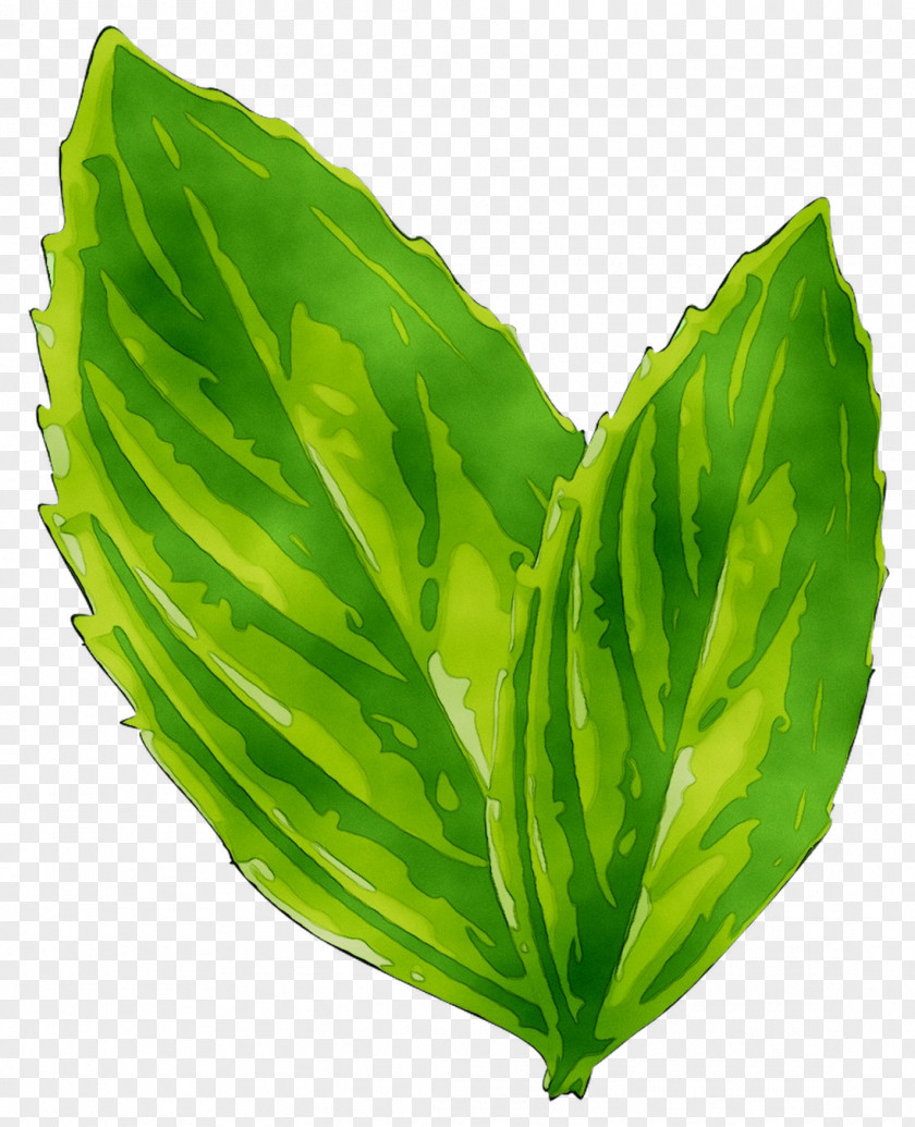 Spring Greens Leaf Herbalism Plant Stem PNG