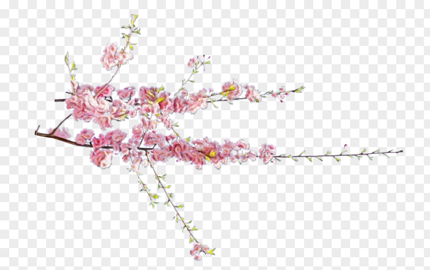 Twig Branch Cherry Blossom Cartoon PNG