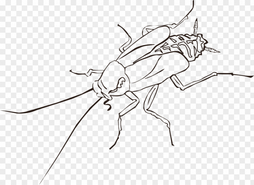 Cockroach Clip Art Insect Openclipart PNG