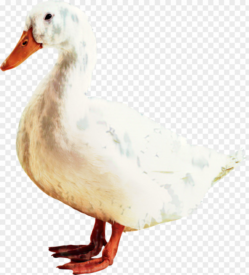American Pekin Donald Duck Swans Goose PNG