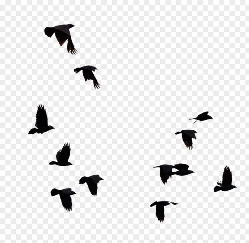 Birds Bird Goose PNG