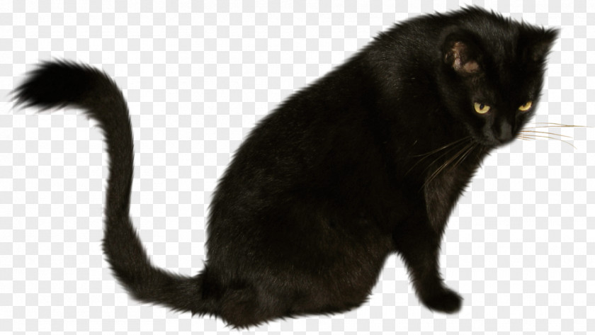 Cats Black Cat Bombay Korat Kitten Domestic Short-haired PNG